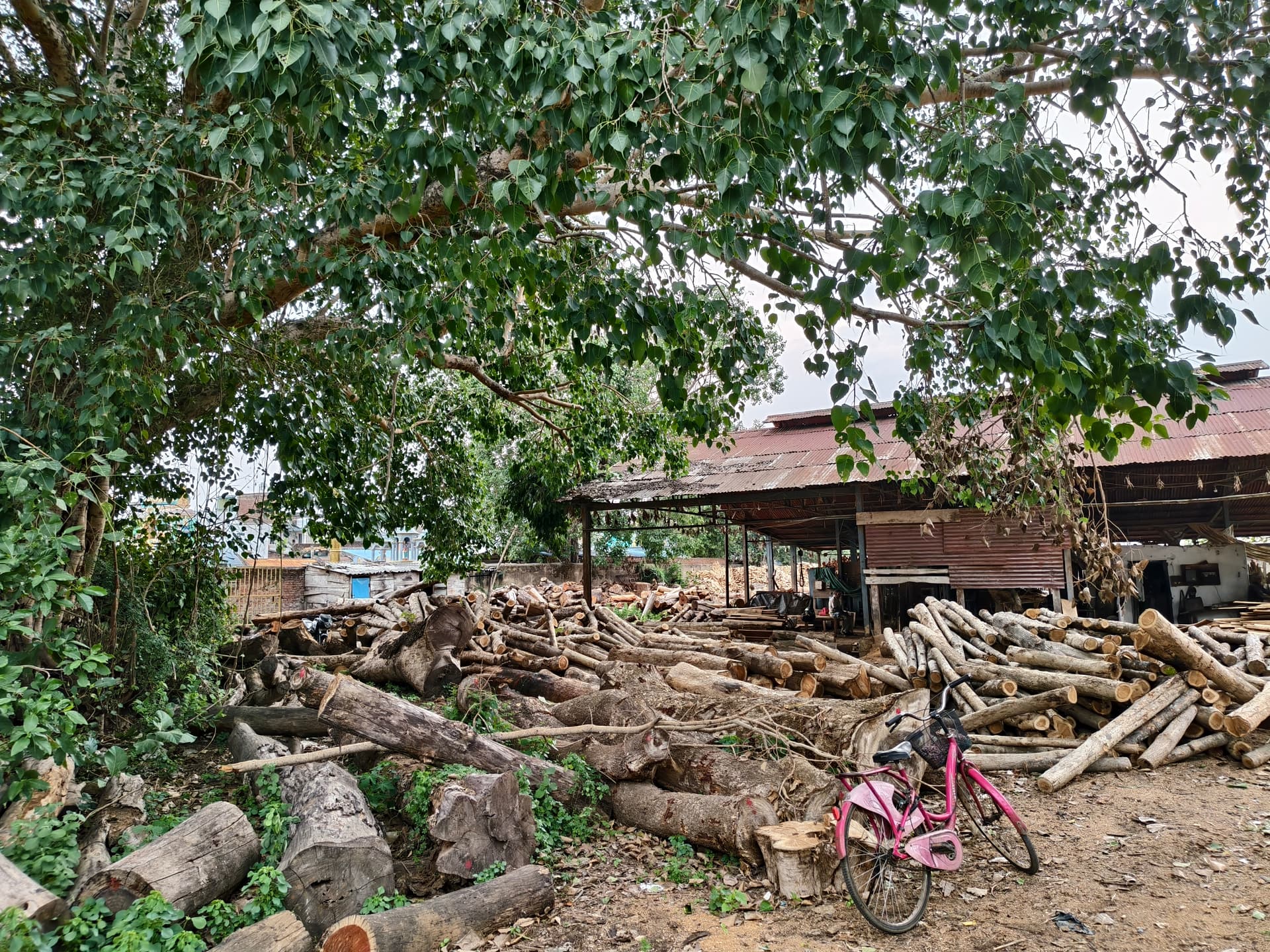 Timber logs stored at Sri Vijaya Sankara Saw Mill yard, Parvathipuram Andhra Pradesh