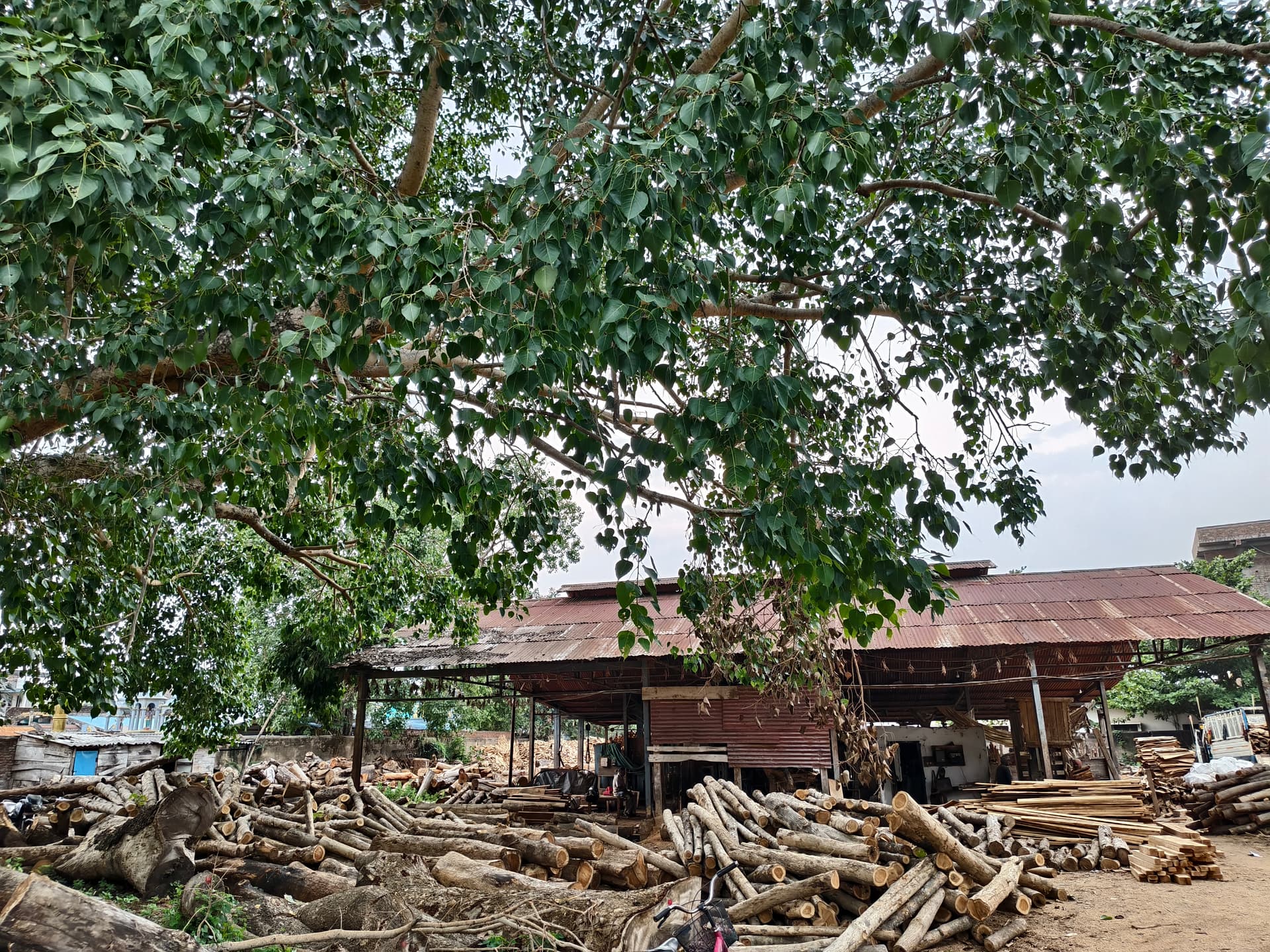 Sri Vijaya Sankara Saw Mill & Co timber yard in Parvathipuram, Andhra Pradesh