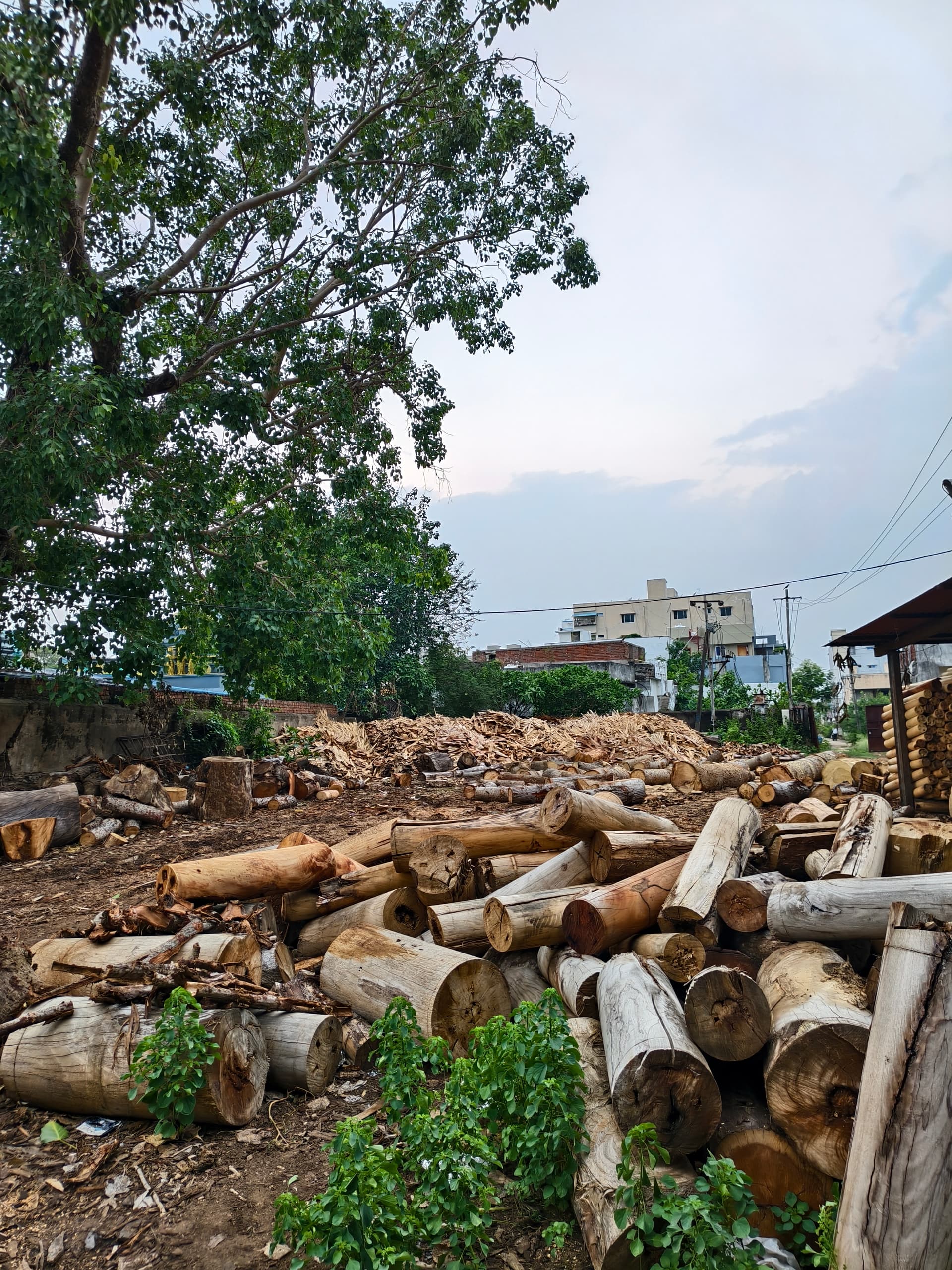 Open timber yard at Sri Vijaya Sankara Saw Mill with Parvathipuram city backdrop