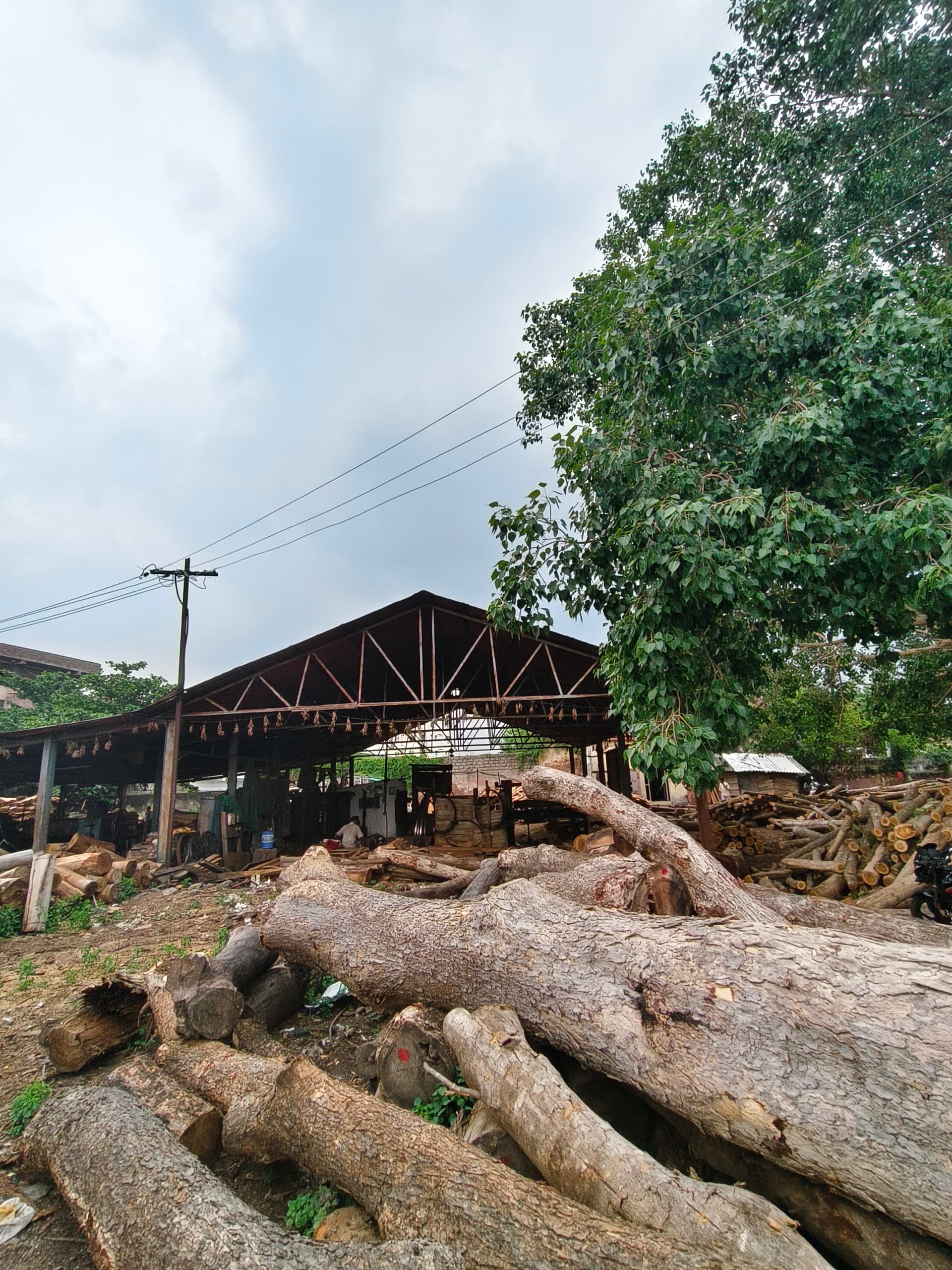 Large timber log at Sri Vijaya Sankara Saw Mill — wholesale timber suppliers Parvathipuram